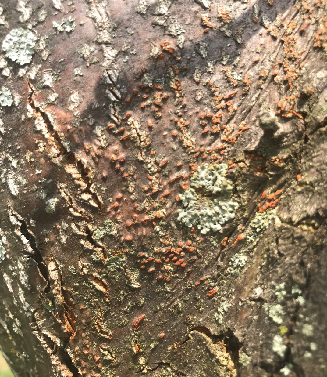 Chestnut blight